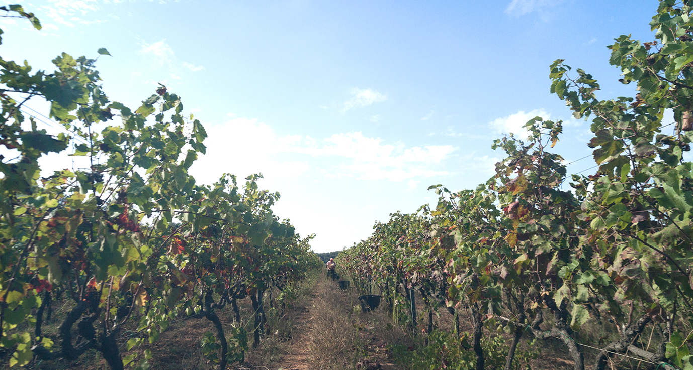 vigneti-botrugno-brindisi